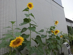 ひまわり館東野 東野校区コミュニティセンター ひまわり観察日記